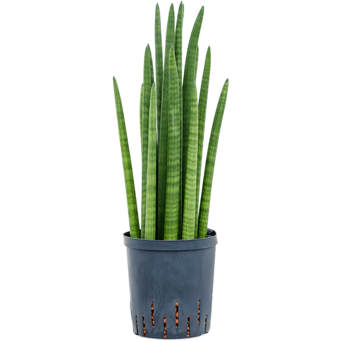 Sansevieria cylindrica tower