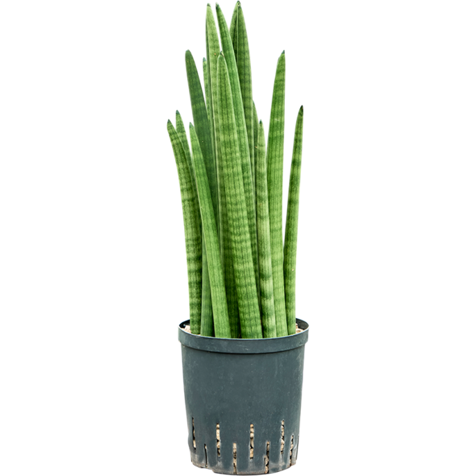 Sansevieria cylindrica tower
