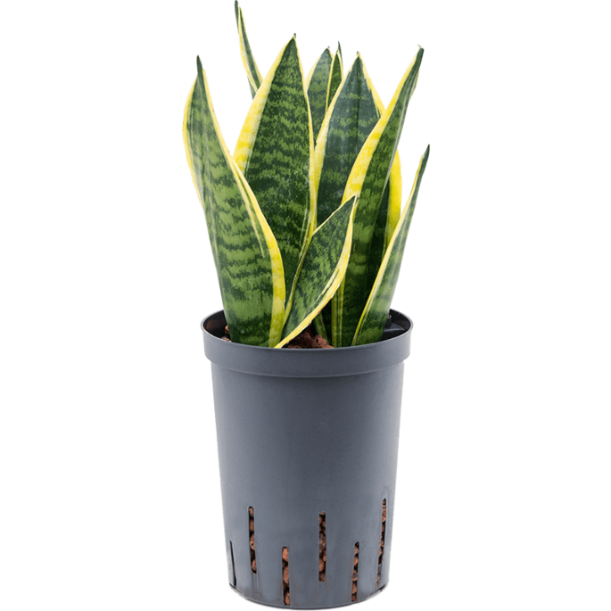Sansevieria trifasciata 'Futura Superba'