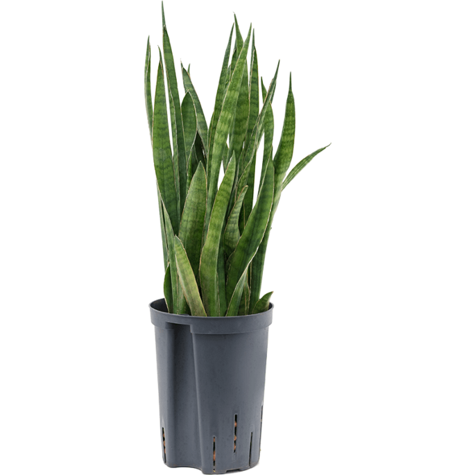Sansevieria kirkii