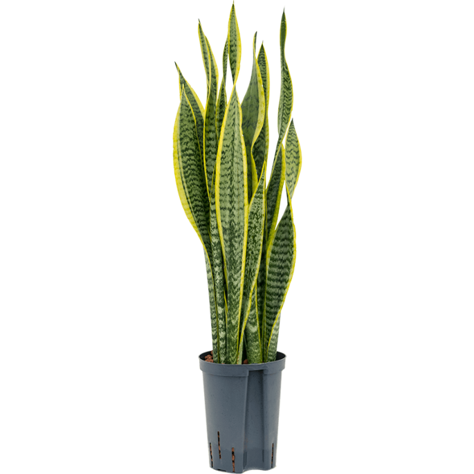 Sansevieria trifasciata 'Laurentii'