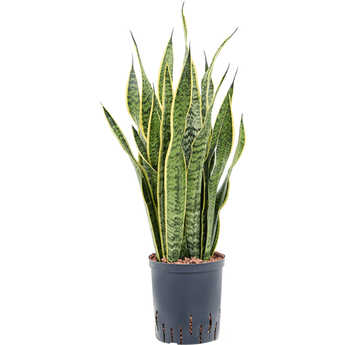 Sansevieria trifasciata 'Laurentii'