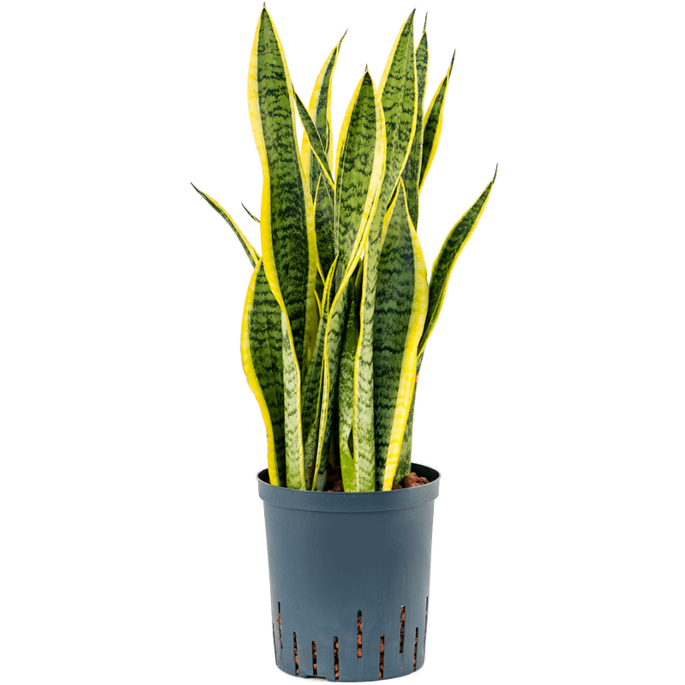 Sansevieria trifasciata 'Laurentii'