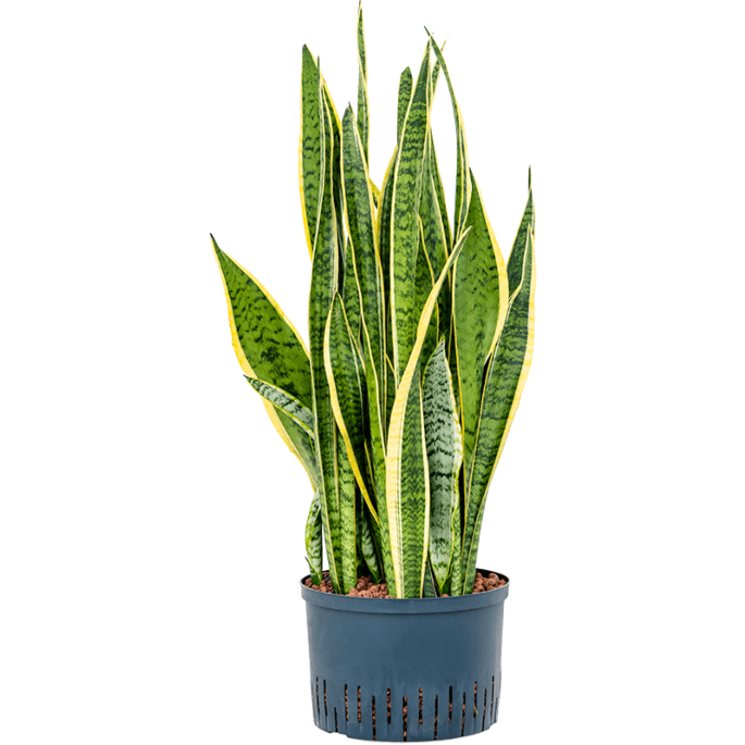 Sansevieria trifasciata 'Laurentii'