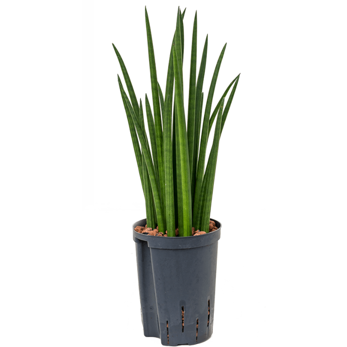 Sansevieria cylindrica 'Spikes'