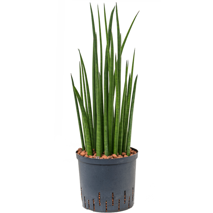 Sansevieria cylindrica 'Spikes'