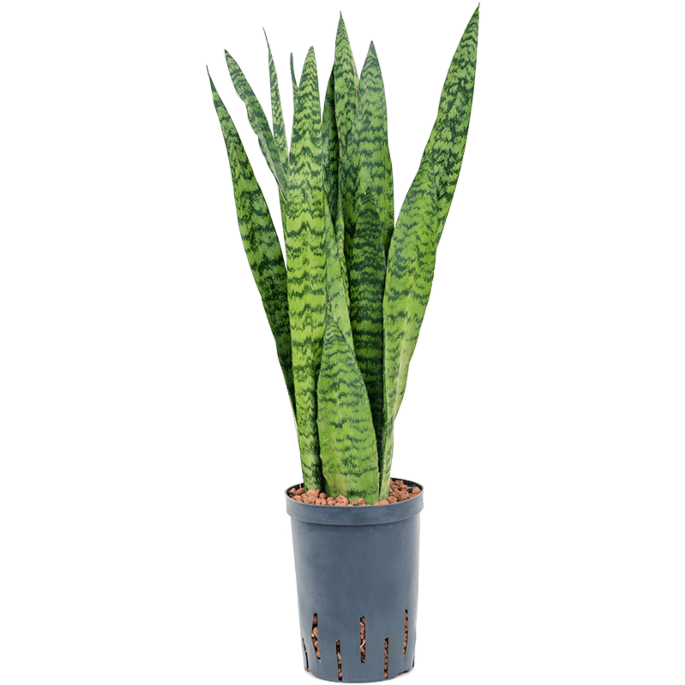 Sansevieria zeylanica