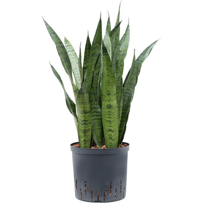 Sansevieria zeylanica