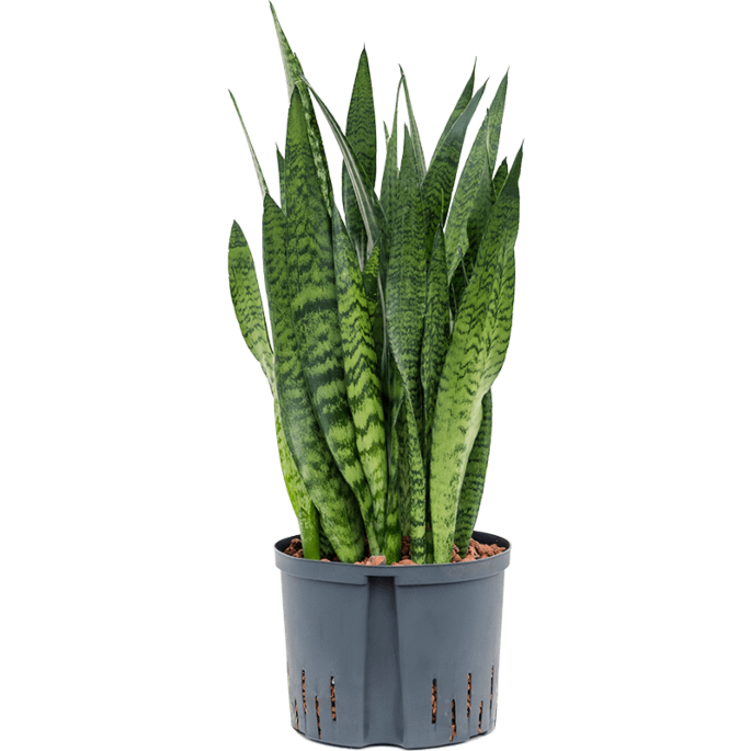 Sansevieria zeylanica