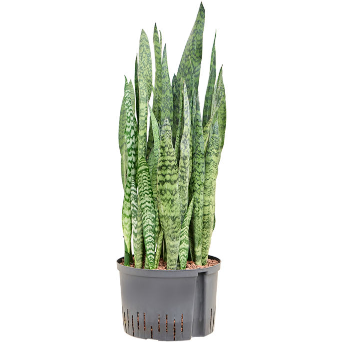 Sansevieria zeylanica
