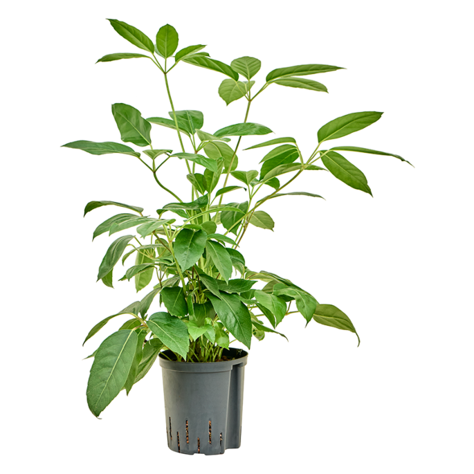 Schefflera Actinophylla