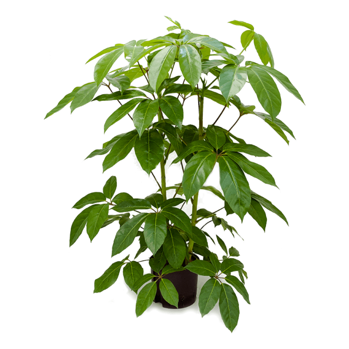 Schefflera actinophylla 'Amate'