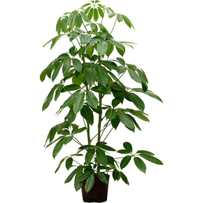 Schefflera actinophylla 'Amate'