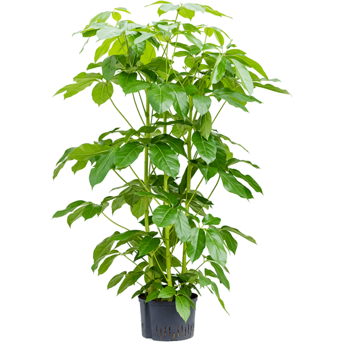 Schefflera actinophylla 'Amate'