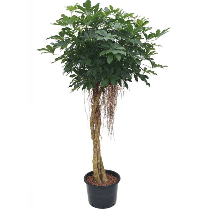 Schefflera arboricola 'Compacta'