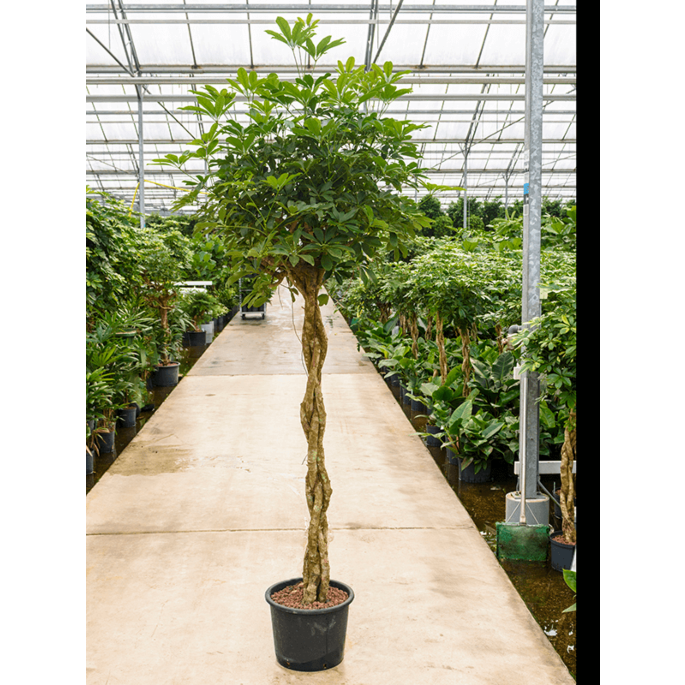 Schefflera arboricola 'Compacta'