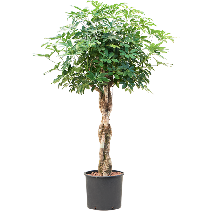 Schefflera arboricola 'Compacta'