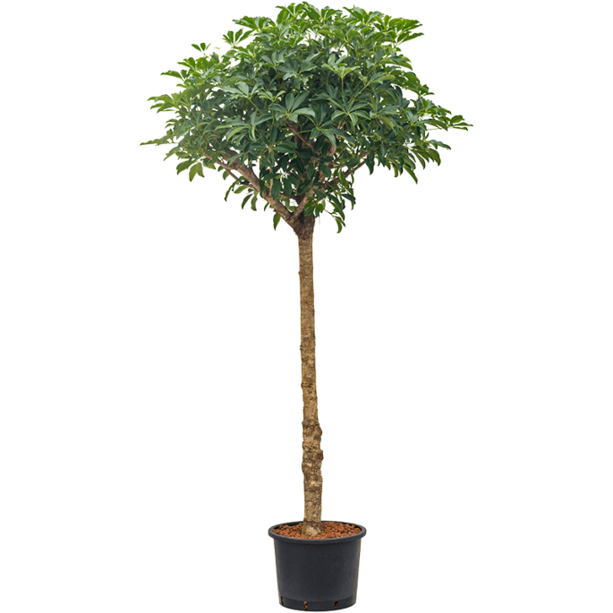 Schefflera arboricola 'Compacta'