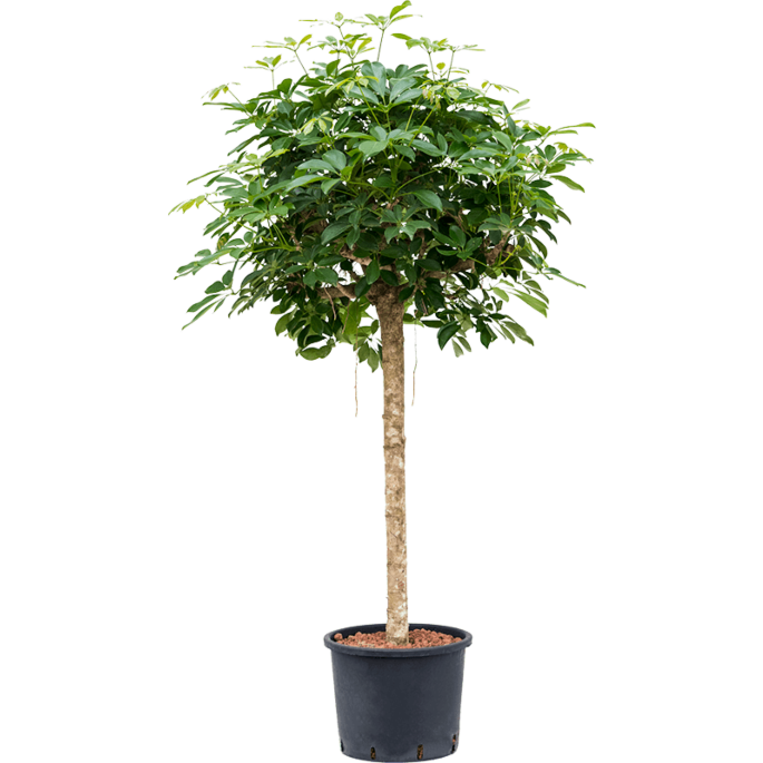 Schefflera arboricola 'Compacta'