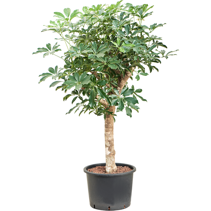 Schefflera arboricola 'Compacta'