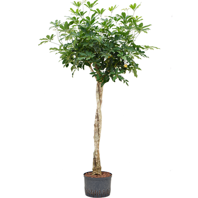 Schefflera arboricola 'Compacta'