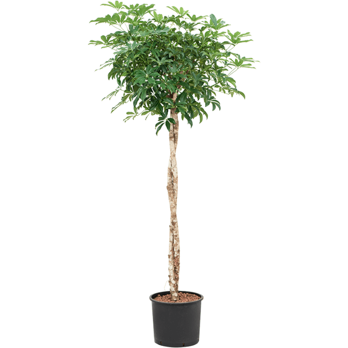 Schefflera arboricola 'Compacta'
