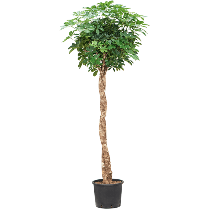 Schefflera arboricola 'Compacta'