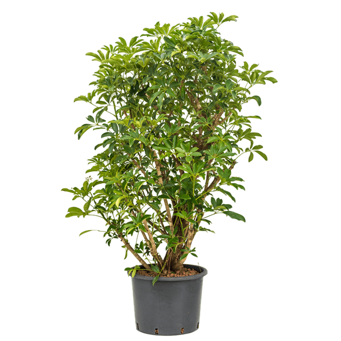 Schefflera arboricola 'Compacta'