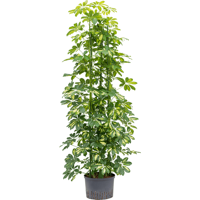 Schefflera arboricola 'Gold Capella'