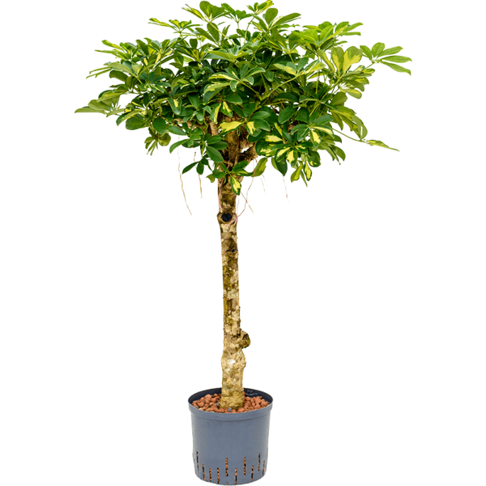 Schefflera arboricola 'Gold Capella'