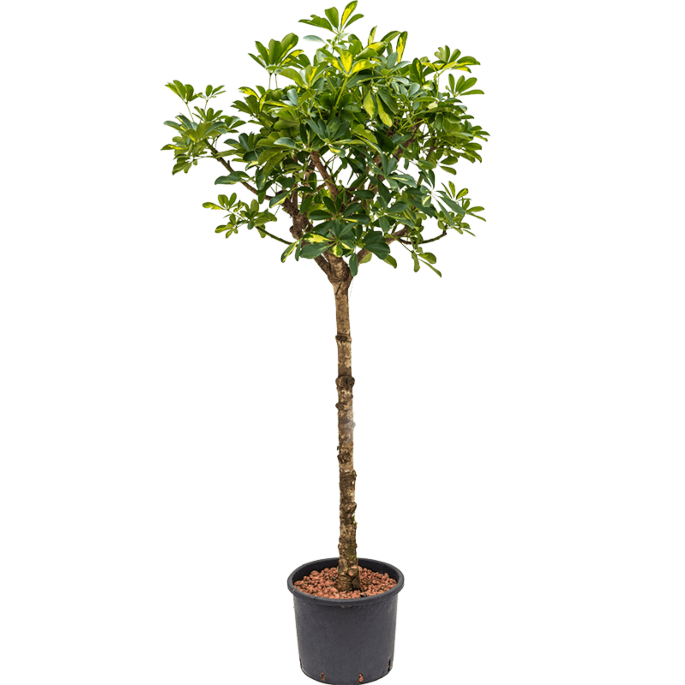Schefflera arboricola 'Gold Capella'