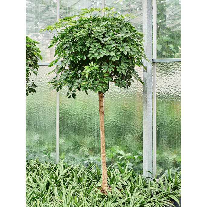 Schefflera arboricola 'Gold Capella'