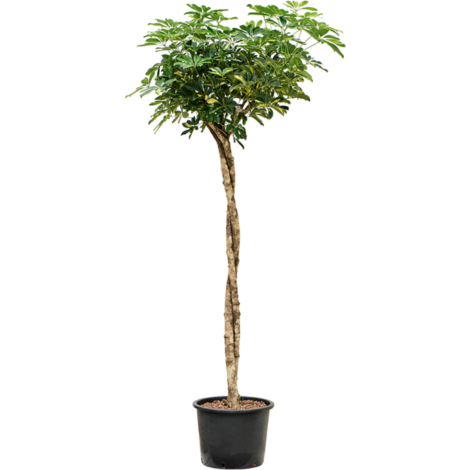 Schefflera arboricola 'Gold Capella'
