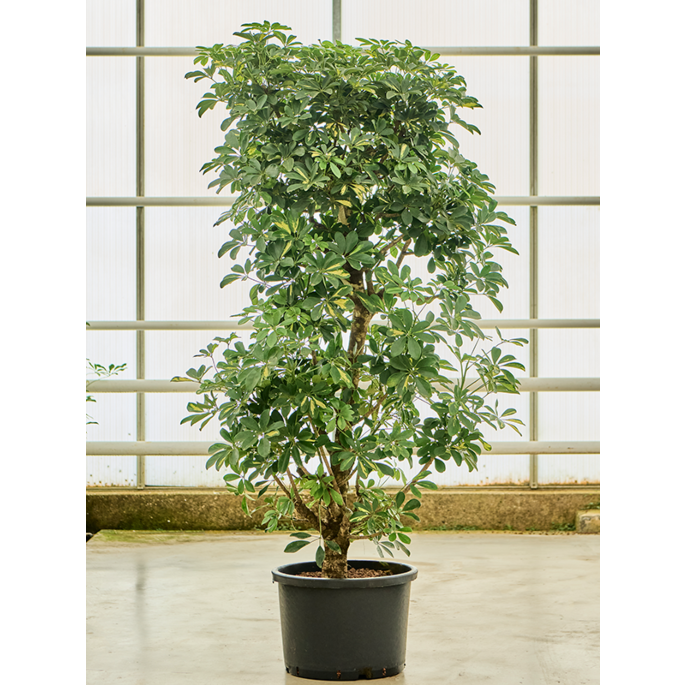 Schefflera arboricola 'Gold Capella'