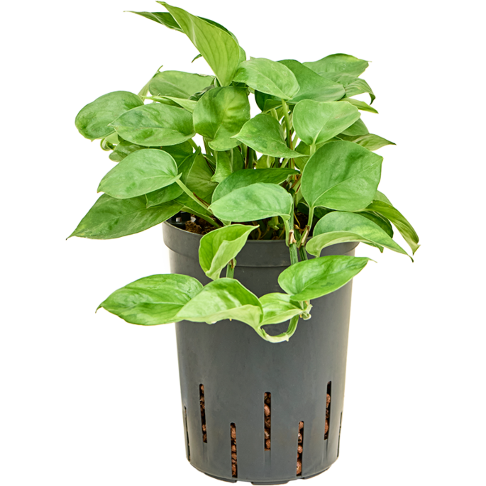 Scindapsus (Epipremnum) 'Maluja Green'