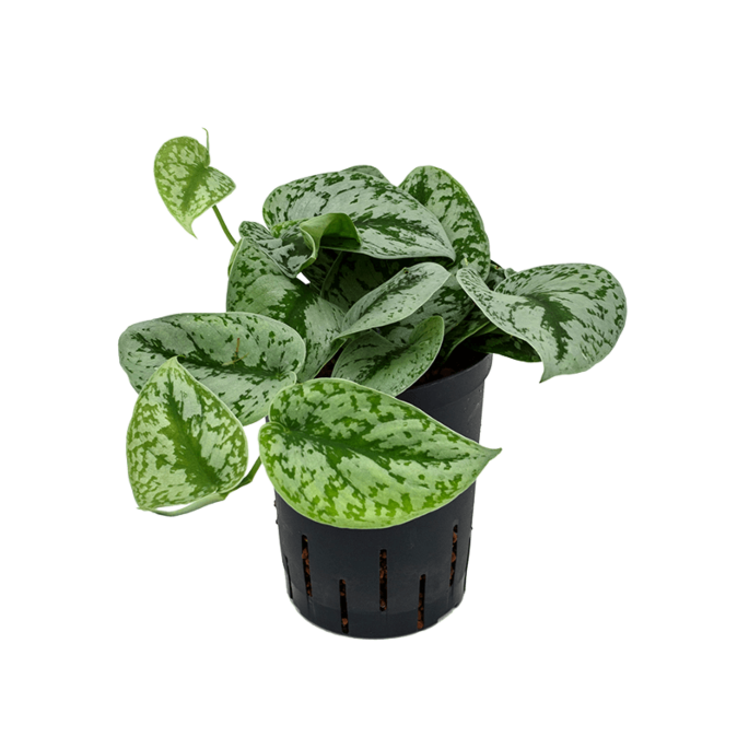 Scindapsus pictus 'Trebie'