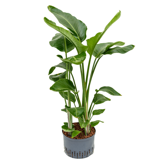 Strelitzia nicolai