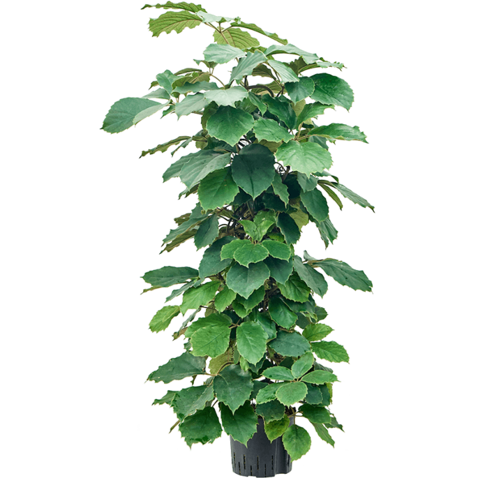 Tetrastigma voinierianum