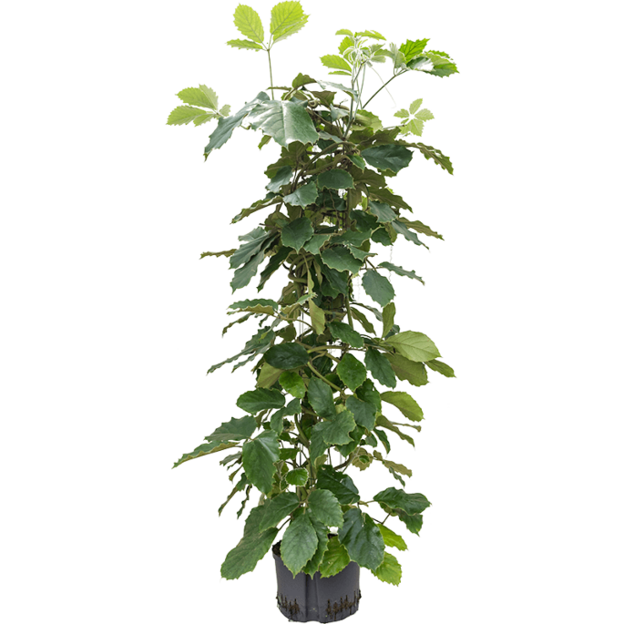 Tetrastigma voinierianum