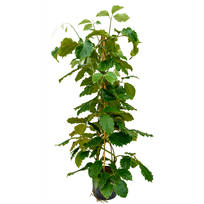 Tetrastigma voinierianum