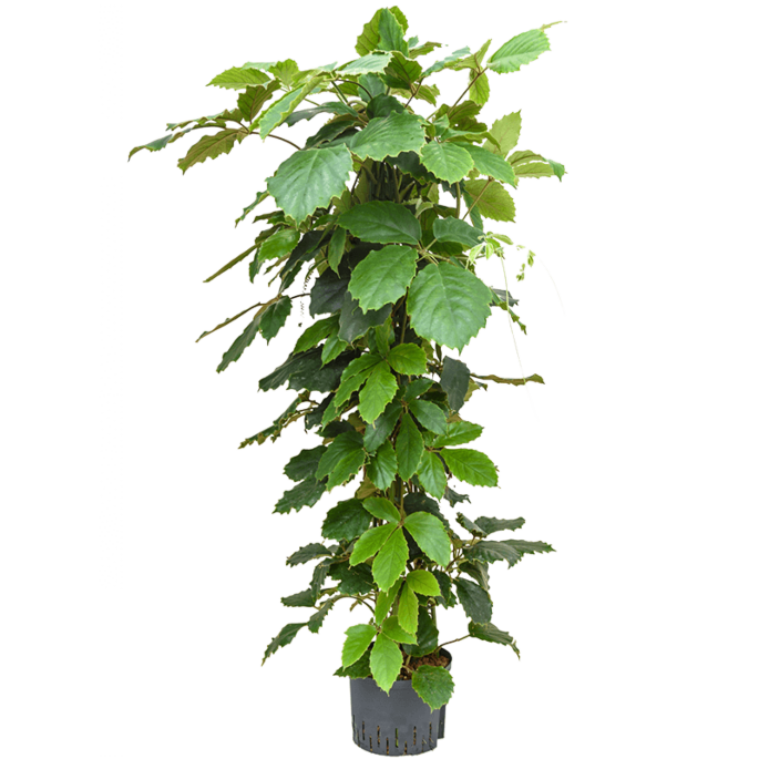 Tetrastigma voinierianum
