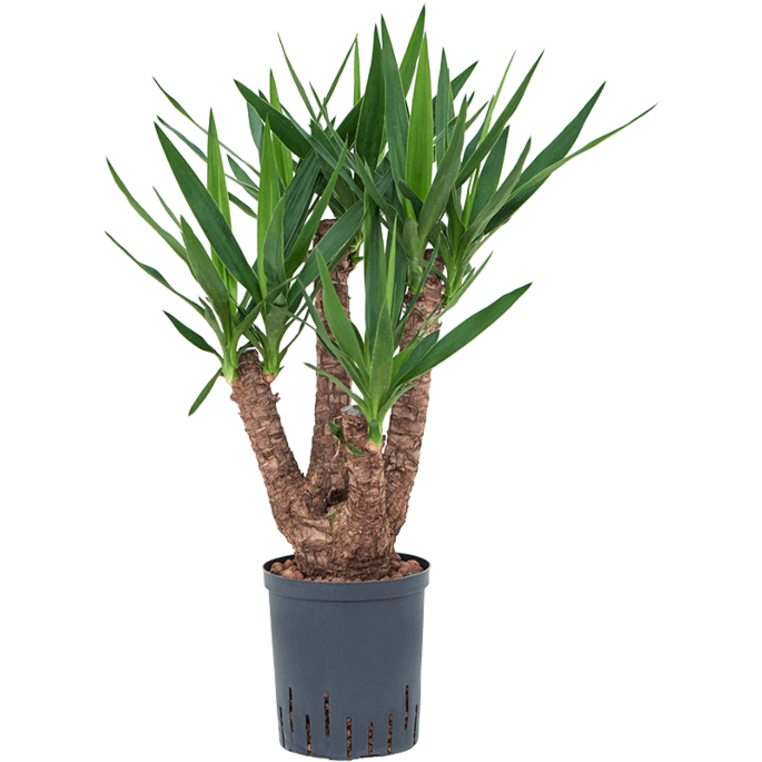 Yucca elephantipes