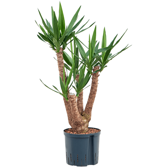 Yucca elephantipes