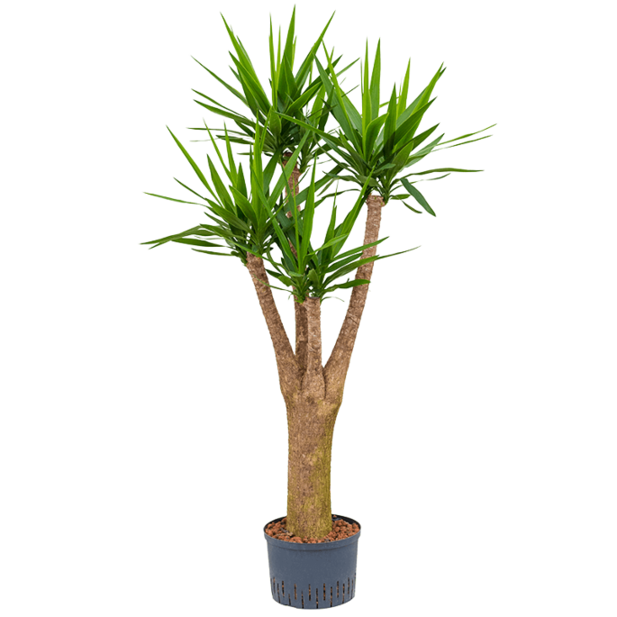 Yucca elephantipes