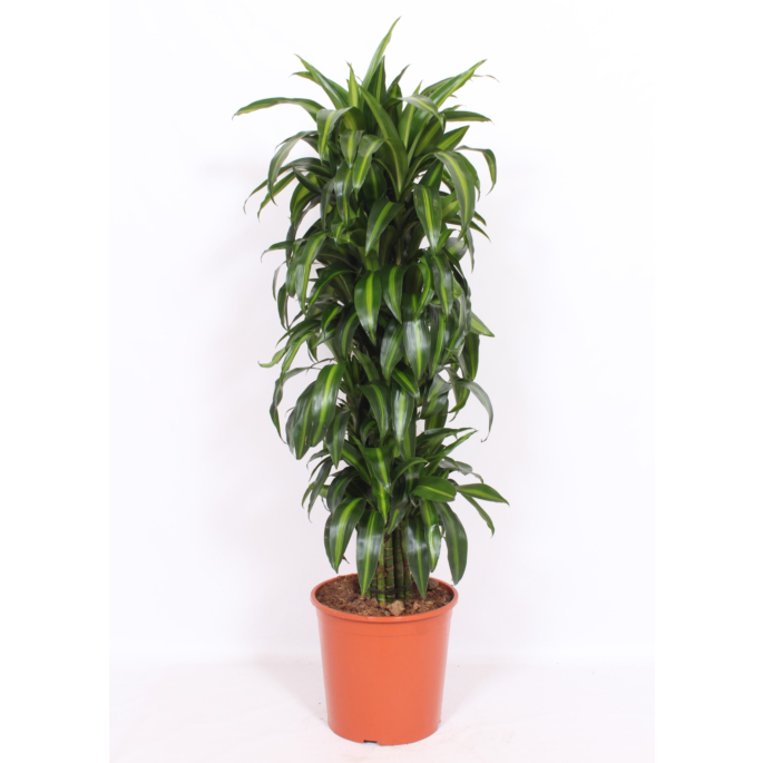 Dracaena Hawaiian Sunshine