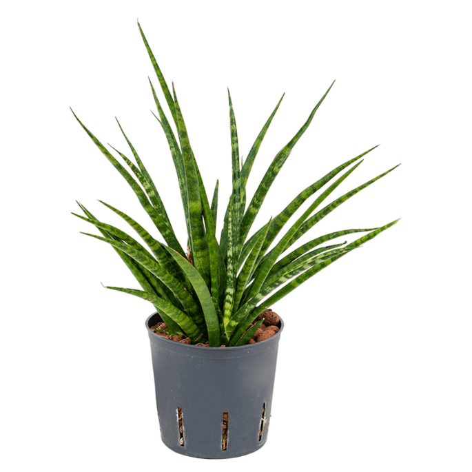 Sansevieria kirkii 'Fernwood'
