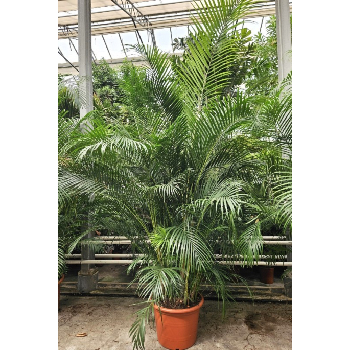 Areca