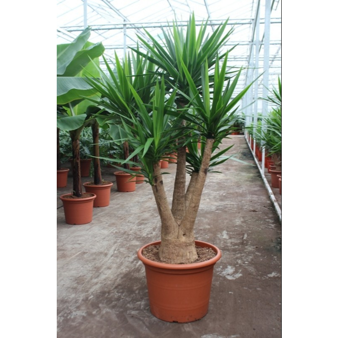 Yucca elephantipes