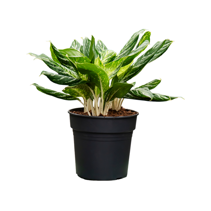 Aglaonema 'Madonna'
