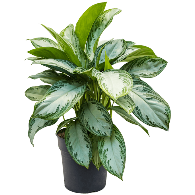 Aglaonema silver bay sterke kantoorplant